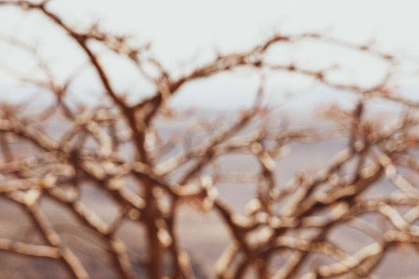 __PID:c32743b3-2e2d-4725-8e39-40135eb167ce