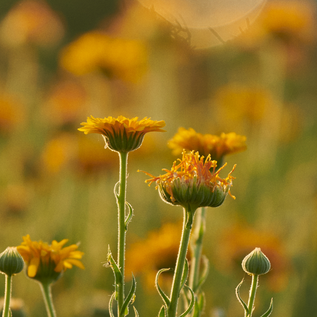 calendula2_800x__PID:6c1dc0ef-a368-4712-af9d-54292bb37db1