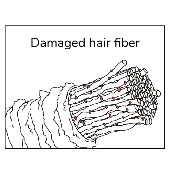 Graphic of damaged hair fiber chart