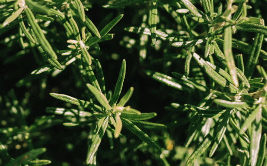 Rosemary Essential Oil: the Benefits for Hair